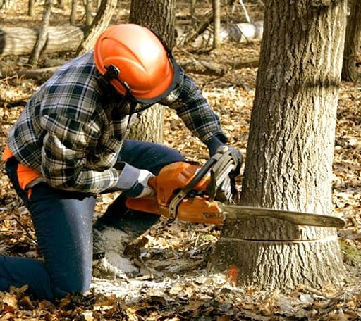 Tree Removal in Weston, MI